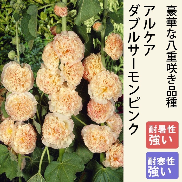 同梱品在庫0✨ホリホック✨ダブルサーモンピンク 同梱品在庫0