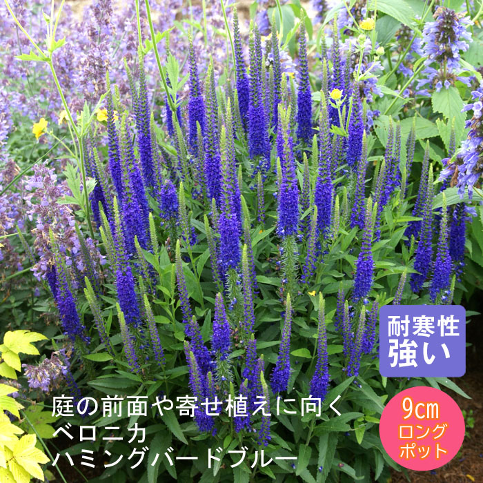 楽天市場】ベロニカ 【ハミングバードピンク】 3号ポット苗 【予約販売