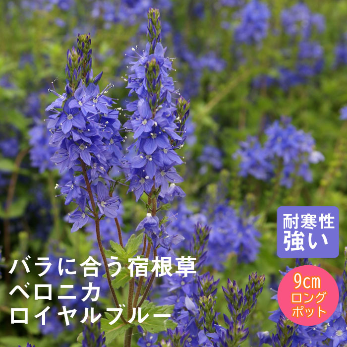 楽天市場】宿根草 苗 ベロニカ ロイヤルブルー 9cmロングポット バラ