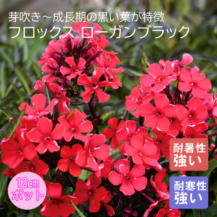 楽天市場】宿根フロックス 苗 ウインサー 9cmポット 多年草