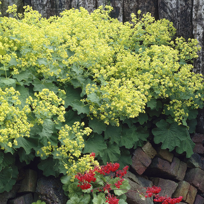 宿根草 苗 モリス アルケミラ バラに合う ９ｃｍロングポット