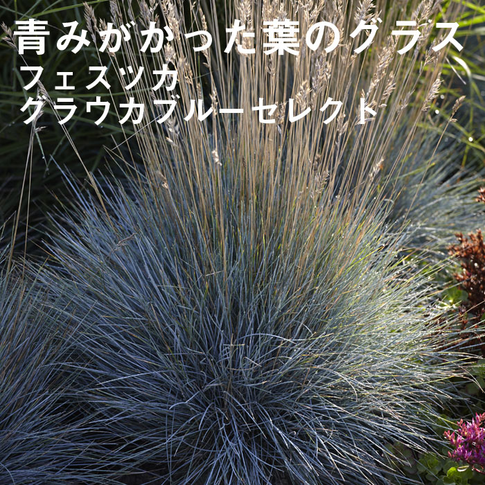 楽天市場】【予約】宿根草 苗 ミューレンベルゲア カピラリス 9cm