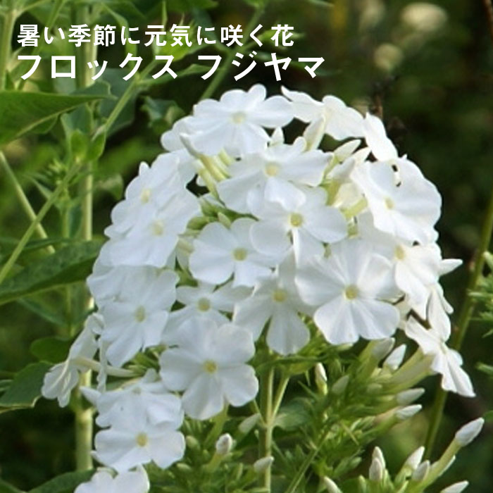 楽天市場 宿根フロックス ダビット おぎはら植物園