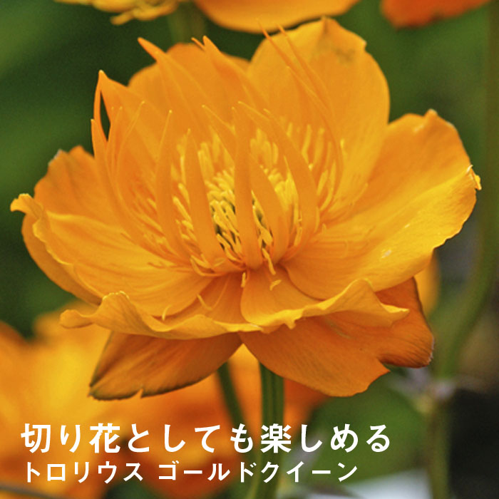 宿根草 苗 トロリウス ９ｃｍロングポット シェード ゴールドクイーン 切り花向け