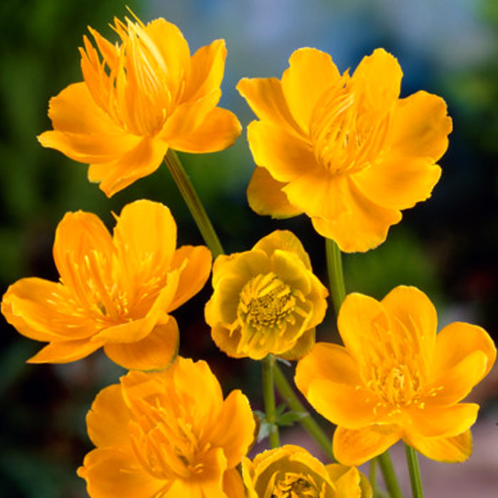 宿根草 苗 トロリウス ９ｃｍロングポット シェード ゴールドクイーン 切り花向け