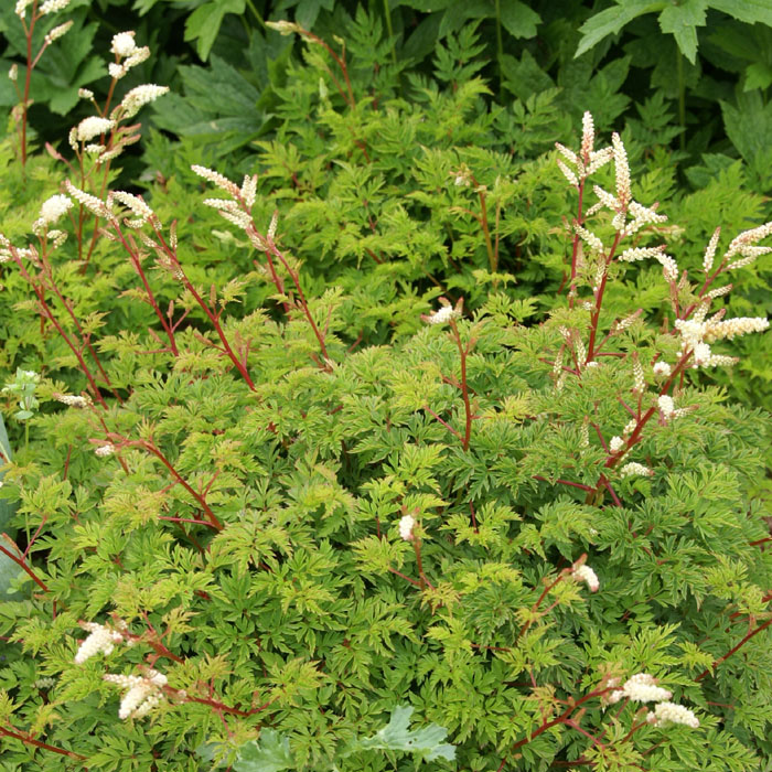 宿根草 苗 アエスシフォリウス 日陰 ９ｃｍロングポット アルンクス シェード 半日陰