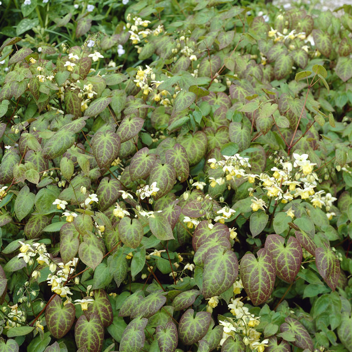 宿根草 苗 日陰 シェード ９ｃｍロングポット スルファレウム エピメディウム 半日陰