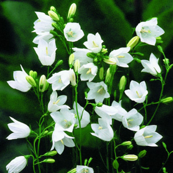 宿根草 苗 半日陰 ９ｃｍロングポット ホワイトジェム 日陰 シェード カンパニュラ