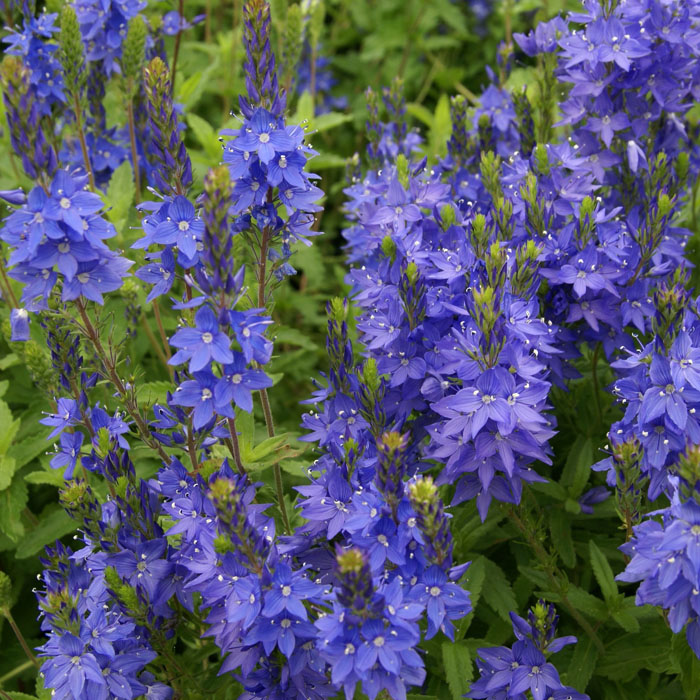 宿根草 苗 バラに合う ９ｃｍロングポット ベロニカ ロイヤルブルー