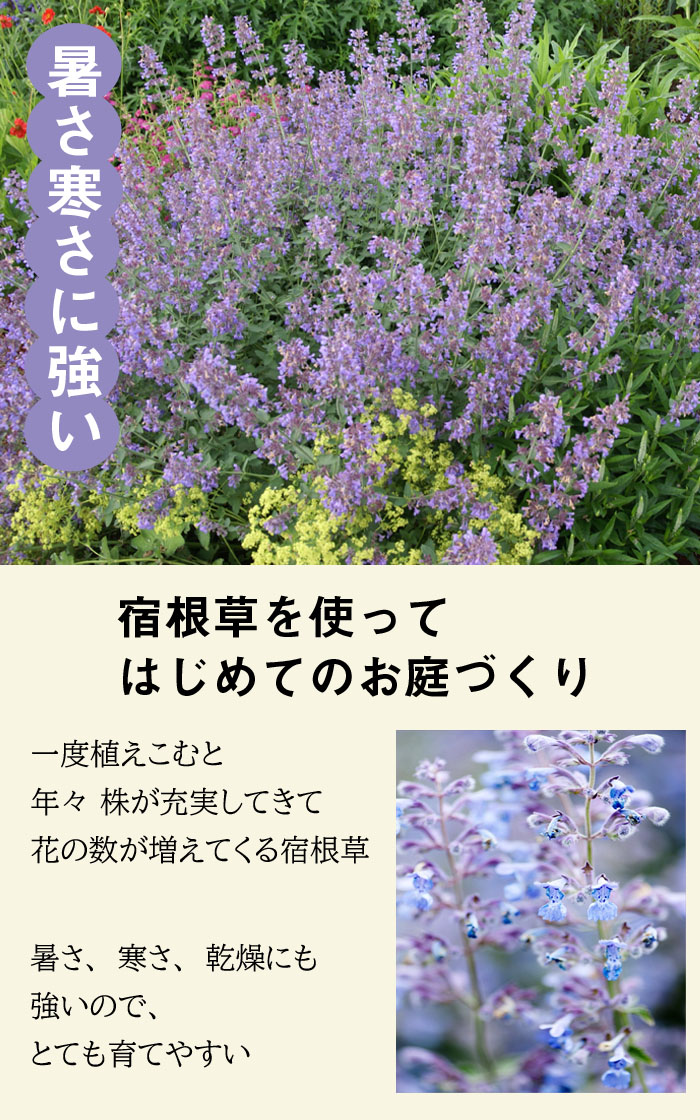 宿根草 苗 シックスヒルズジャイアント ９ｃｍロングポット バラに合う ネペタ