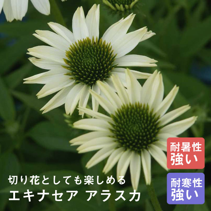 楽天市場 宿根草 苗 エキナセア グリーンツイスター ９ｃｍロングポット 切り花向け しゅっこんそう 多年草 ペレニアル 予約商品 早割価格 １０月後半より順次発送 花の大和 楽天市場店