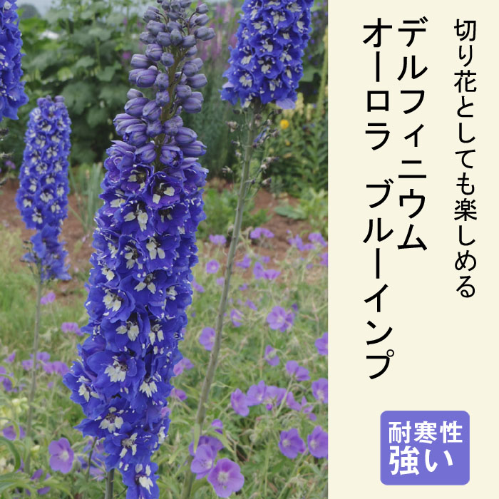 激安通販販売 宿根草 苗 デルフィニウム オーロラ ブルーインプ ９ｃｍロングポット 切り花向け しゅっこんそう 多年草 ペレニアル 予約商品 早割価格 １０月後半より順次発送