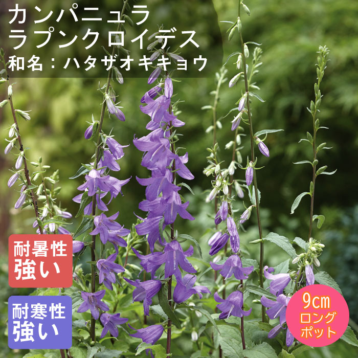 楽天市場】宿根草 苗 カンパニュラ ラプンクロイデス 9cmロング