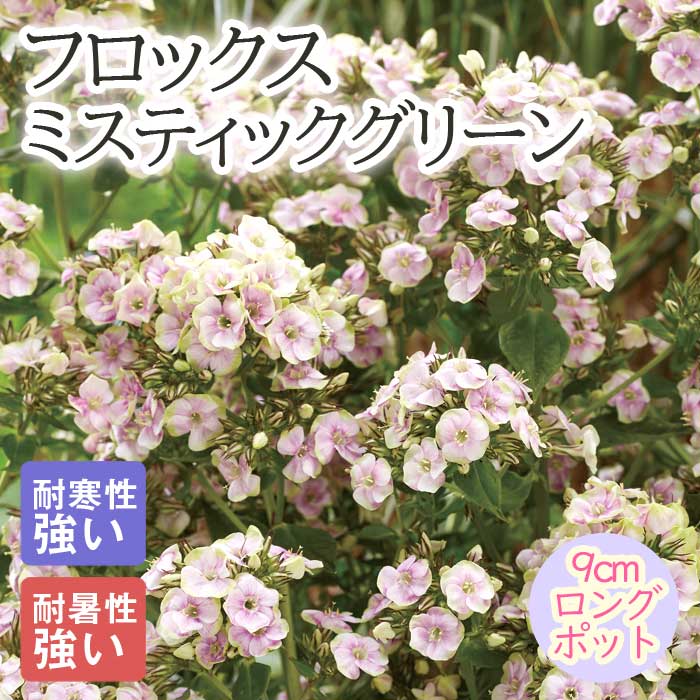 楽天市場】宿根草 苗 フロックス ミスティックグリーン 9cmロング