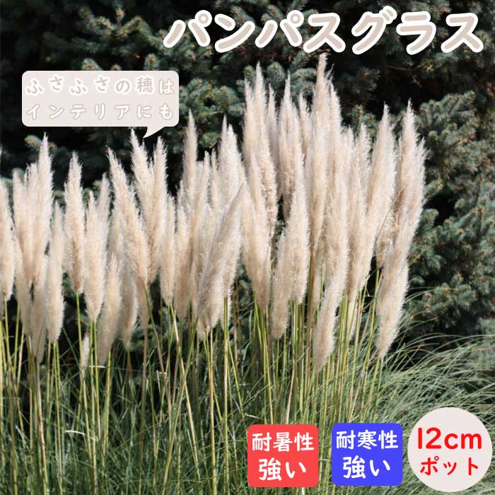楽天市場】【9月19日20時より20％OFFクーポン対象