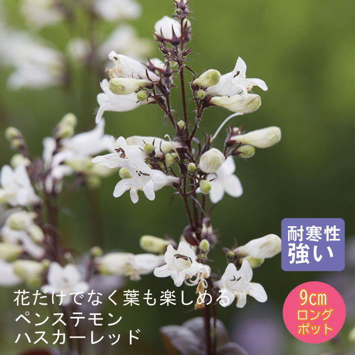 確認用ペンステモン ダークタワーズ大株 Ｎｏ．２■Ｎｏ．５ 苗アガパンサス同梱 楽天市場】ペンステモン 'ダーク タワーズ' : おぎはら植物園