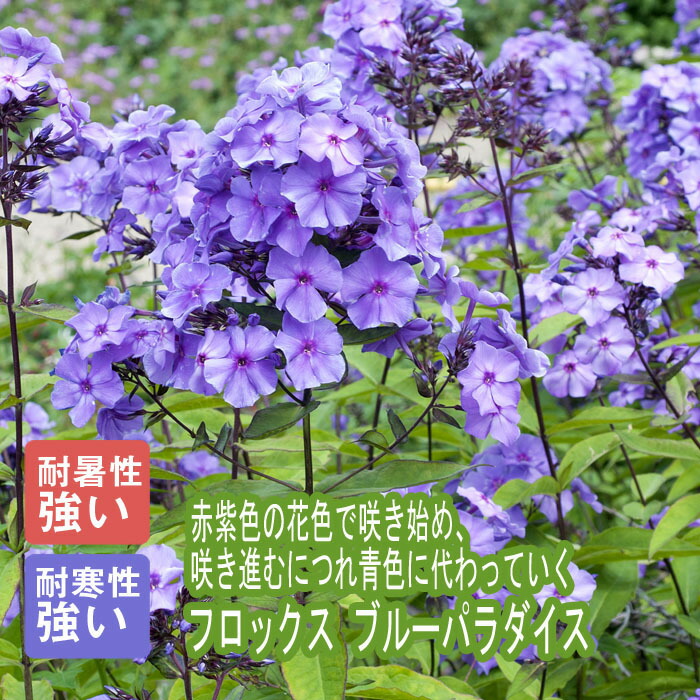 宿根草 苗 ９ｃｍロングポット ブルーパラダイス 暑さに強い フロックス