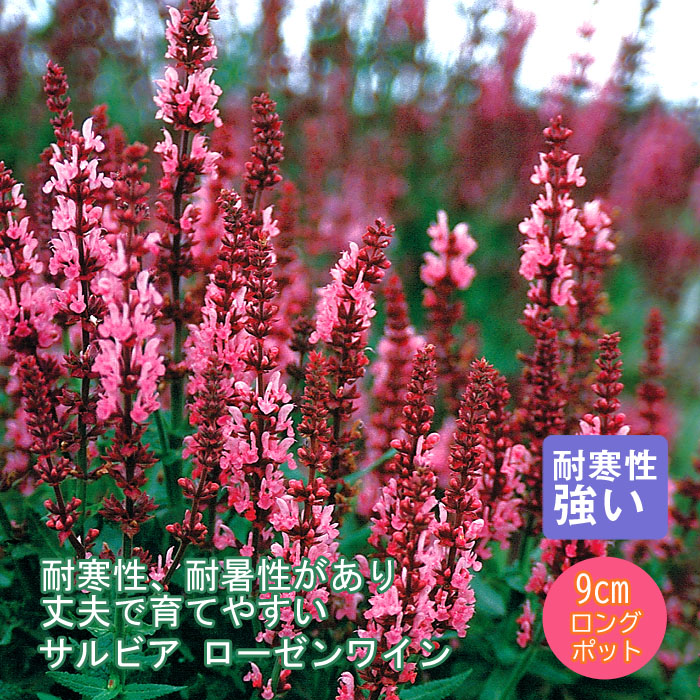 楽天市場】サルビア 【ローゼンワイン】 3号ポット苗 : 苗木部 by 花