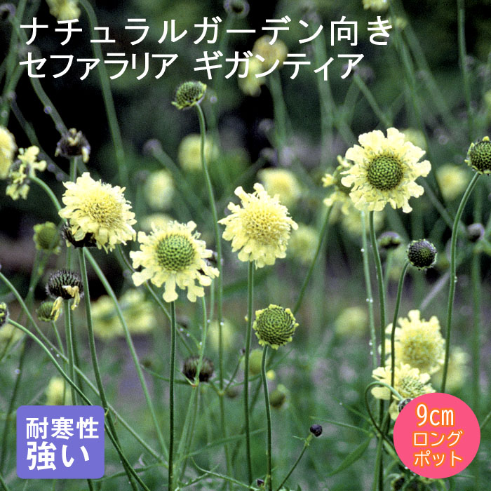 楽天市場】宿根草の咲く庭 セファラリア 苗 ギガンティア 9cmポット