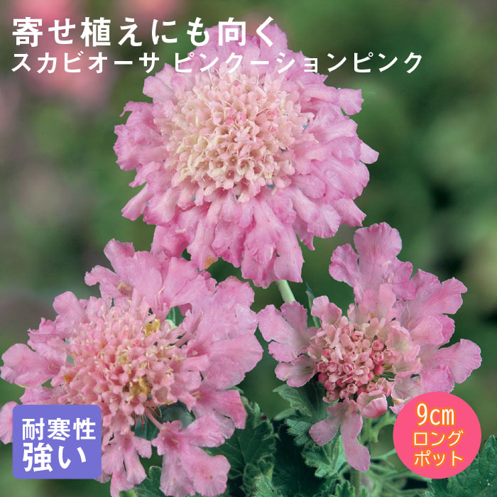楽天市場】予約販売 スカビオサ 苗 コルンバリア ピンクッション 楽天市場】予約販売 スカビオサ 苗 コルンバリア ピンクッション
