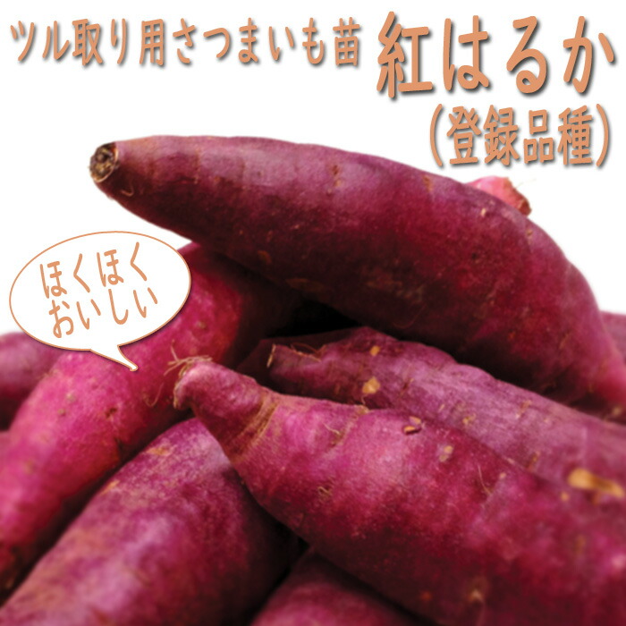 ベニはるか芋苗150シルクスイート150 楽天市場】予約商品）令和8年産予約開始！【消毒済】選べる