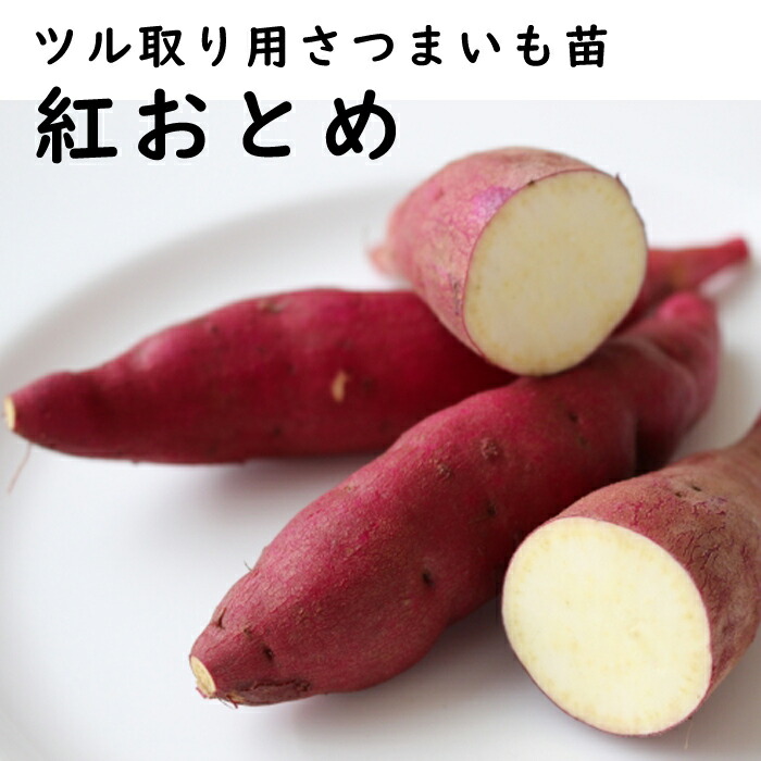 楽天市場】野菜 苗 ツル取り用 さつまいも ポット苗 べにまさり