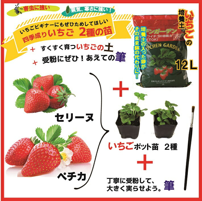 楽天市場 予約商品 送料無料 四季成りイチゴ栽培セット 苗と土と筆の３点セット イチゴ２種類 ガーデン培養土１２ｌ 受粉用の筆 家庭菜園 ベランダ 栽培キット おうちで栽培 おうちでガーデンニング １０月中旬頃より順次発送 花の大和 楽天市場店