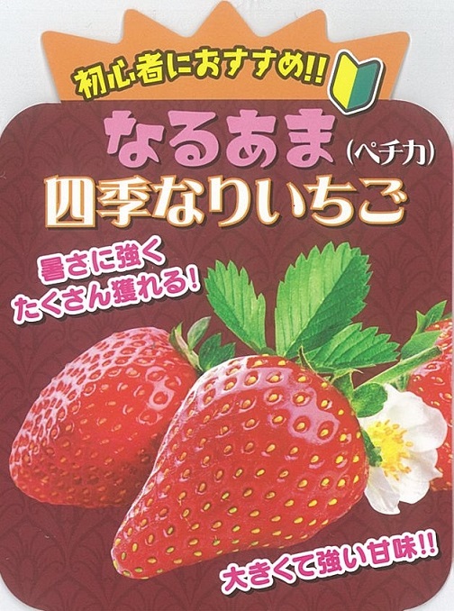 楽天市場 イチゴ苗 なるあま四季成りイチゴ ペチカ 10 5ｃｍポット 花の大和 楽天市場店