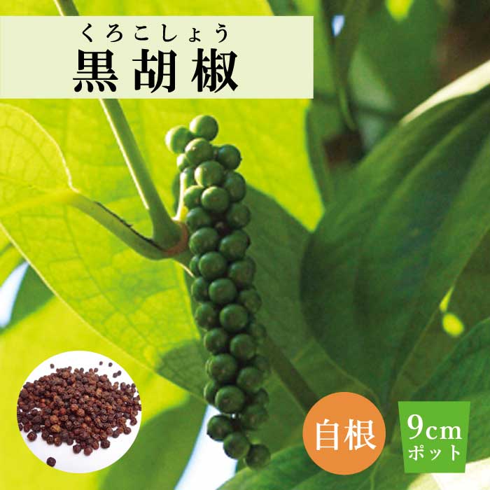 黒コショウ様 ブラックペッパーホール 500g アメ横 大津屋 ハーブ ティー ポプリ 種