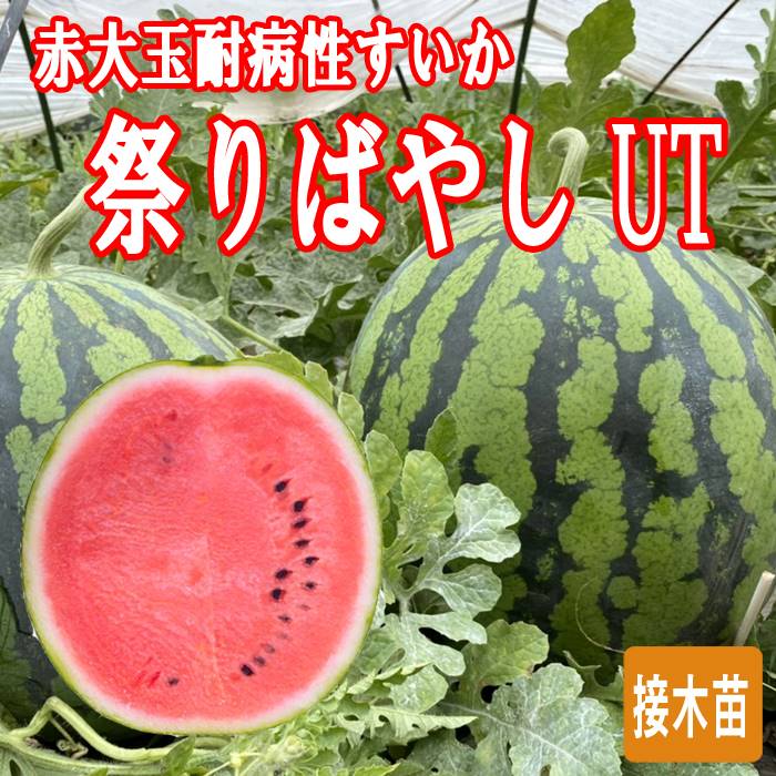 楽天市場】接木 野菜 苗 すいか 祭りばやしUT 赤大玉 耐病性 スイカ