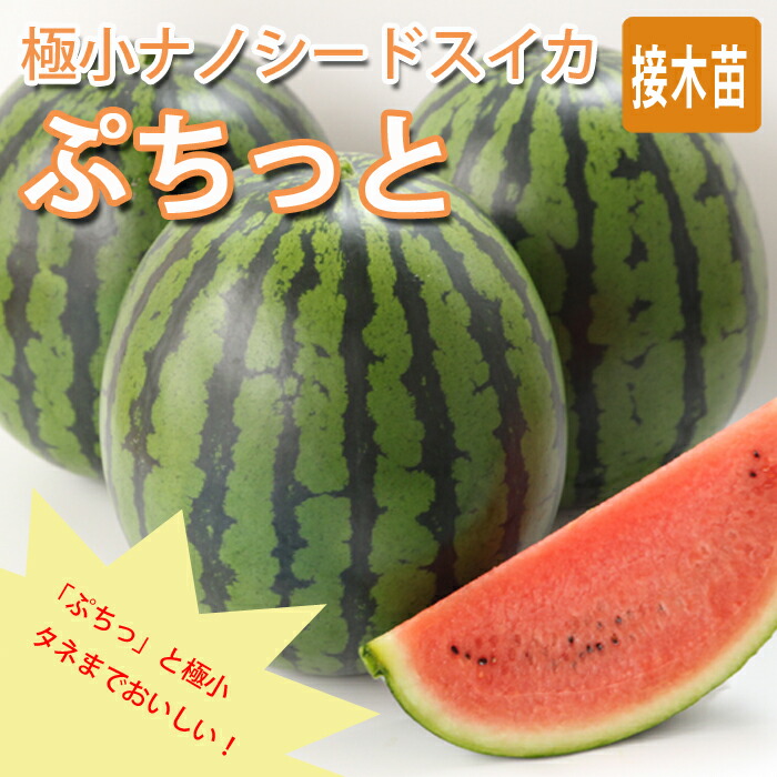 楽天市場】【予約・早割】接木 野菜 苗 すいか ぷちっと 9cmポット