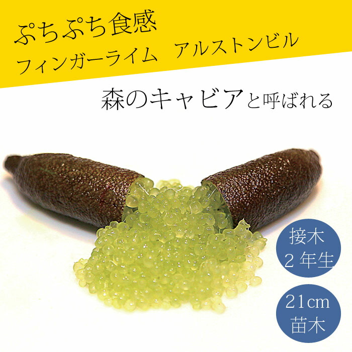 手の指菩提樹 若木  アルストンビル 21ｃｍ鉢 柑橘 柑橘苗 自分自身たま物性 接木 キャビア菩提樹  フィンガーライムジャパン 2年生苗 貨物輸送無料