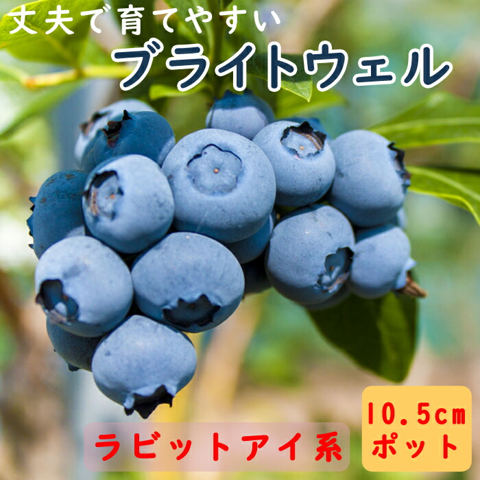 楽天市場】果樹苗 ブルーベリー ラビットアイ系 2品種植え