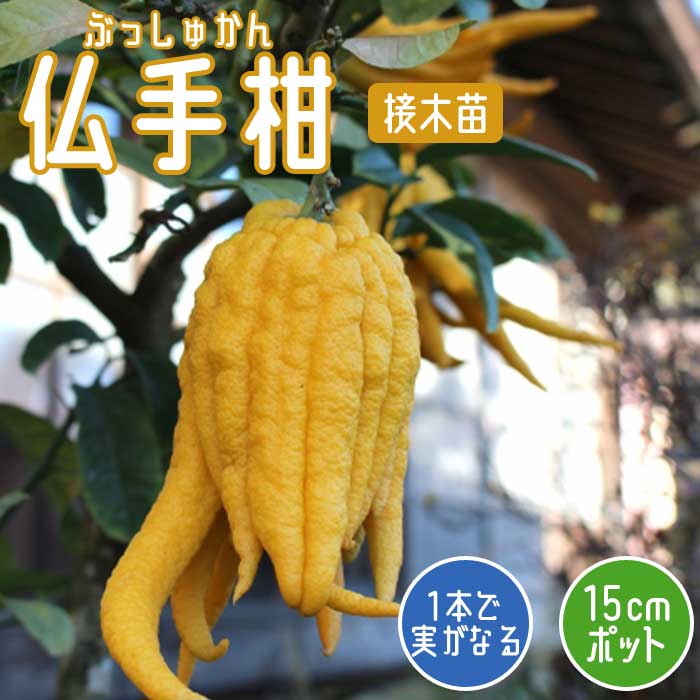 楽天市場】しめ飾り モダン おしゃれ しめ縄 【 仏手柑（ぶっしゅっか