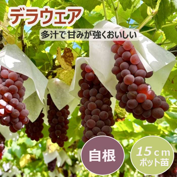 【楽天市場】ブドウ 苗木 デラウェア 15cmポット苗 2年生苗 果樹 葡萄 自根苗 でらうぇあ 小粒 園芸 家庭菜園 ガーデニング 送料無料 ...