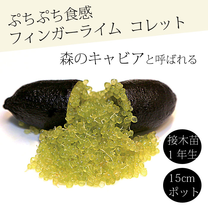 手の指菩提樹 若木 コレット 15ｃｍ鉢 柑橘 柑橘苗 自分自身たま物性 接木 キャビア菩提樹 フィンガーライムジャパン 1年生苗 貨物輸送無料