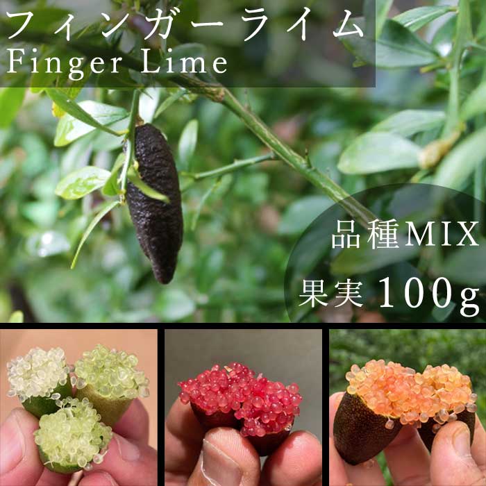 【楽天市場】フィンガーライム 果実販売 おまかせ 品種MIX 100g 柑橘 キャビアライム フィンガーライムジャパン 産地直送 送料無料：花 ...