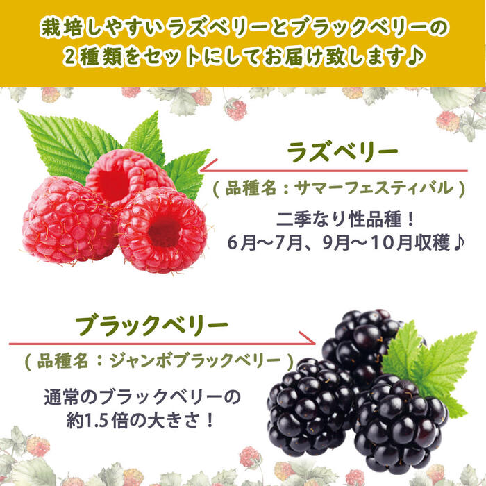 ラズベリー と の 苗木 １２ｃｍポット ブラックベリー セット