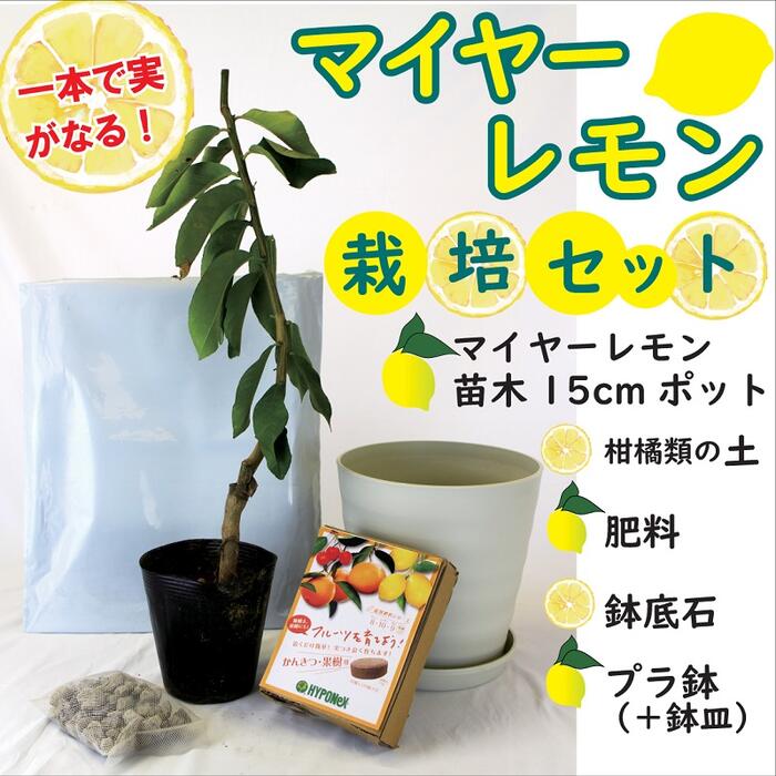 送料無料 レモン栽培セット マイヤーレモン苗木 本 柑橘類の土 肥料 鉢底石 プラ鉢 鉢皿 オッフェ 介護施設化 Diasaonline Com