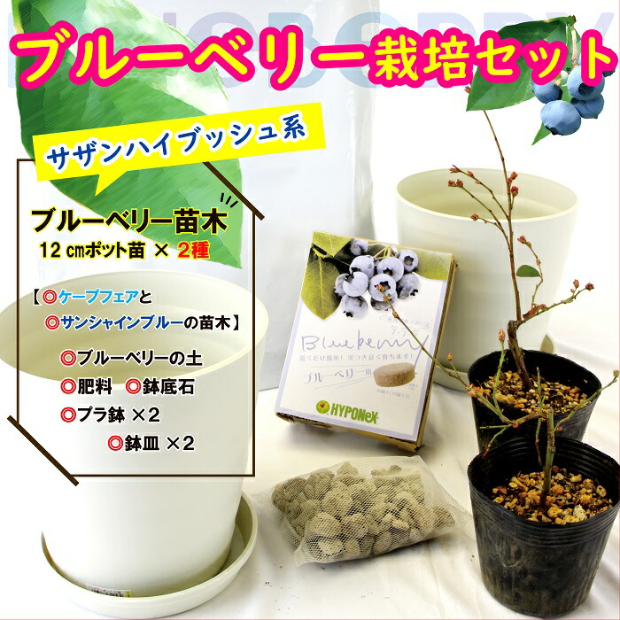 送料無料 ブルーベリー培養セット サザンハイブッシュ祖ブルーベリー若木 種子 ブルーベリーの地びた 下肥 頭蓋骨底ストーン プラ鉢 鉢皿 Barlo Com Br