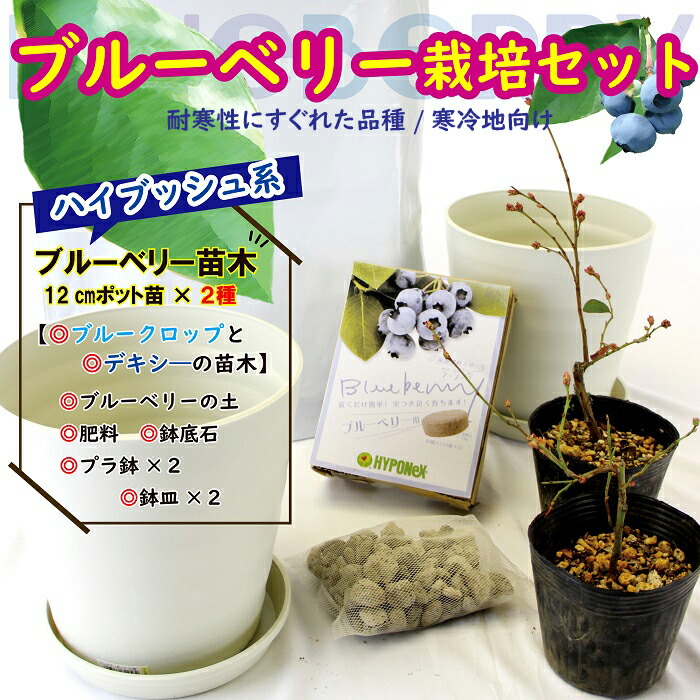 楽天市場】ブルーベリー栽培セット 6号コンテナポット植え 【専用肥料