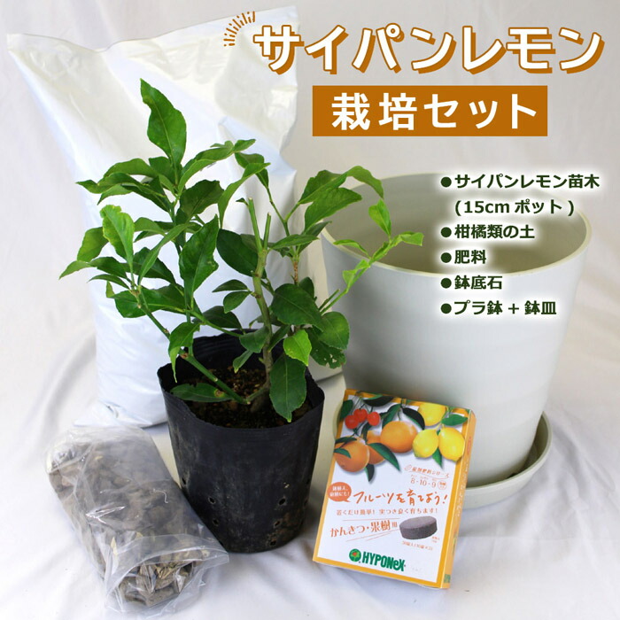 楽天市場 送料無料 レモン栽培セット サイパンレモン苗木１本 柑橘類の土 肥料 鉢底石 プラ鉢 鉢皿 挿し木苗 大実レモン 柑橘 花の大和 楽天市場店