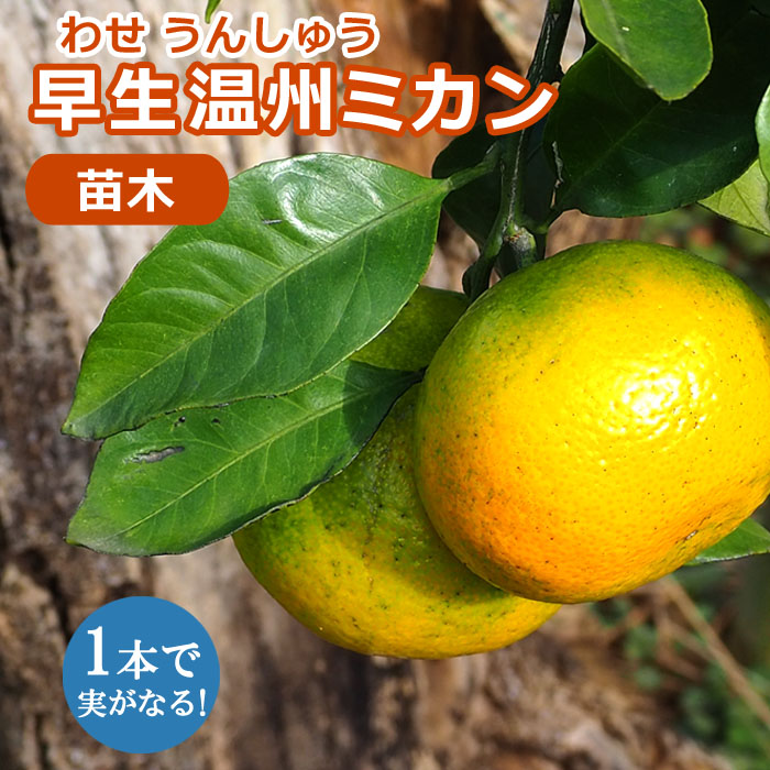 柑橘 果樹苗 佐世保温州 みかんの木