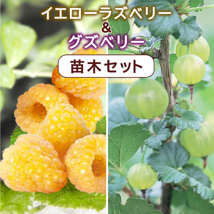 楽天市場】ラズベリー 苗 苗木 ファールゴールド イエローラズベリー
