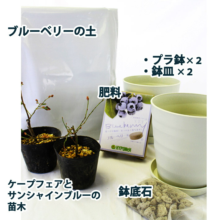 であれば 誕生日 花 プレゼント 花鉢 果樹 ブルーベリー2本植え 記念日 結婚祝い 結婚記念日 日比谷花壇 Paypayモール店 通販 Paypayモール おすすめ Shineray Com Br