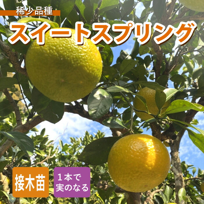 楽天市場】グレープフルーツ 苗木 スウィーティー オロブロンコ 接木 柑橘 柑橘苗 自家結実性 １５ｃｍポット ガーデニング 園芸 送料無料 :  花の大和 楽天市場店