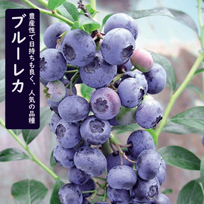 予約商品 早割価格 １２ｃｍポット ブルーレカ 大実 ハイブッシュ系 ブルーベリー 大粒 苗木