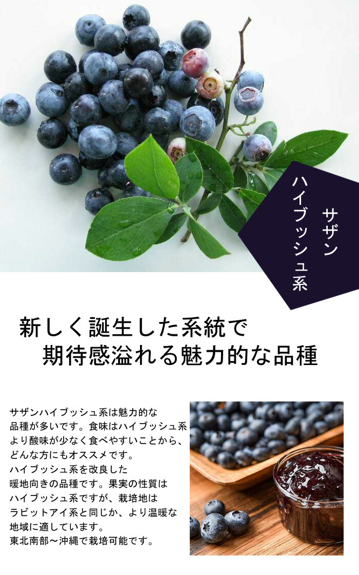 予約商品 早割価格 苗木 １２ｃｍポッ サザンハイブッシュ系 大実 ミスティ ブルーベリー