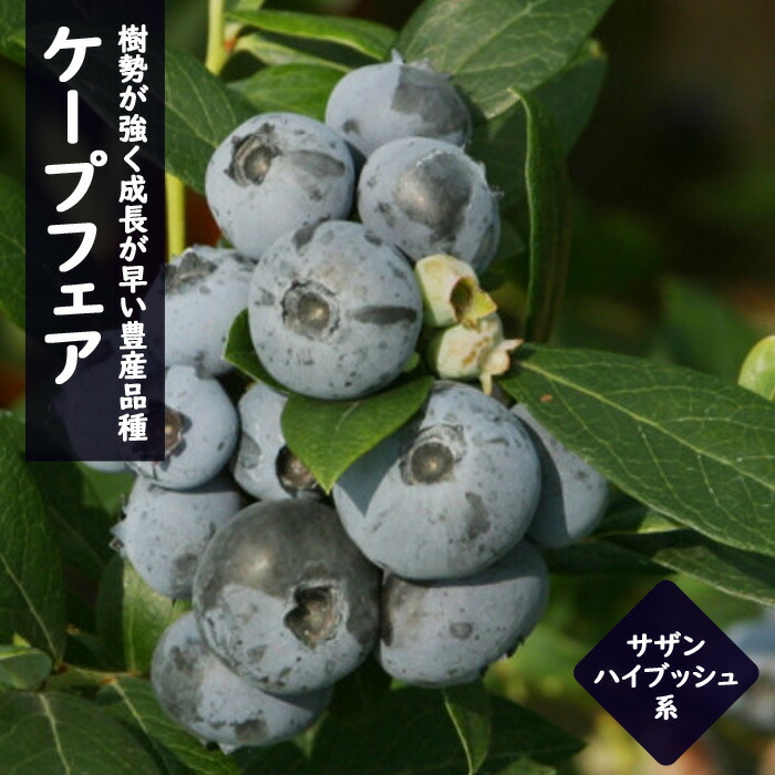 予約商品 早割価格 Berry ガーデニング ケープフェア サザンハイブッシュ系 ブルーベリー 人気品種 初心者でも簡単 園芸 大実 家庭栽培 小果樹 果樹 栽培 苗木 １０月中旬より順次発送 １２ｃｍポット 限定品 ブルーベリー