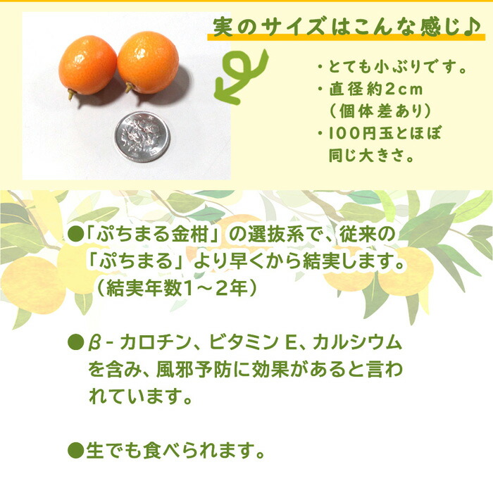 金柑苗木ぷちまる大苗